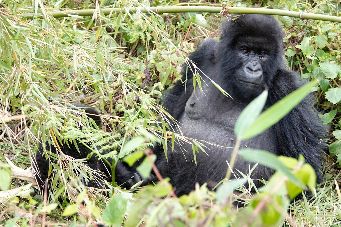 bwindi impenetrable national park