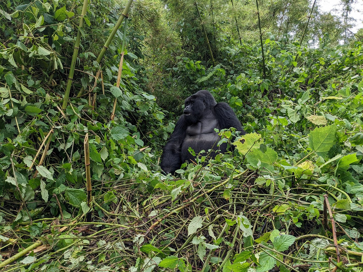 Bwindi impenetrable national park