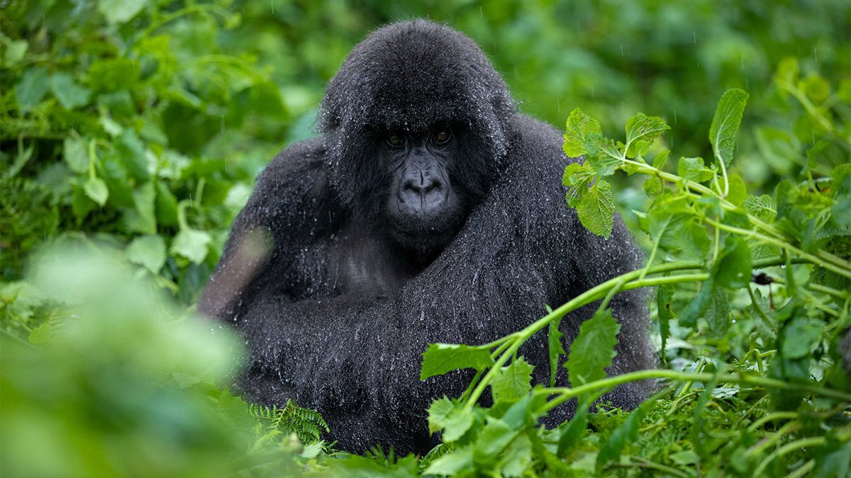 1 Day Uganda Gorilla Tour | Bwindi Gorilla Trek from Kigali