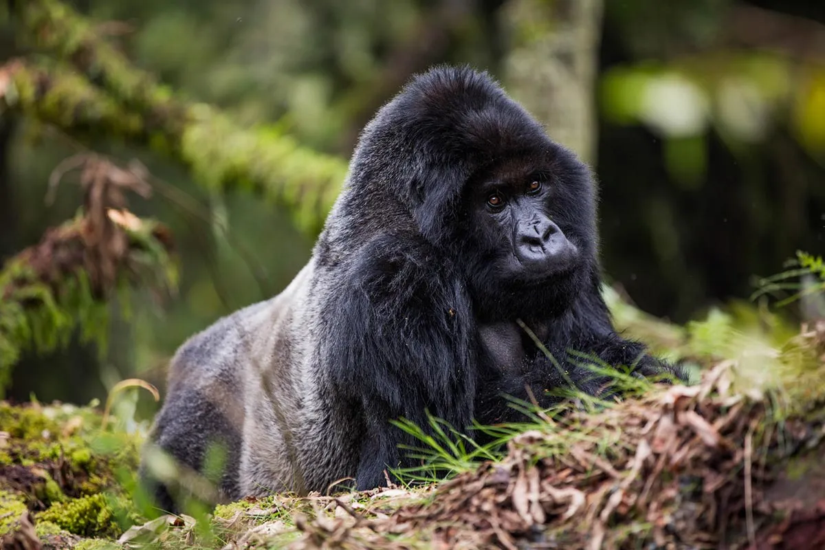 3 Days Rwanda Gorilla Tour | Gorilla Trekking Safari Package