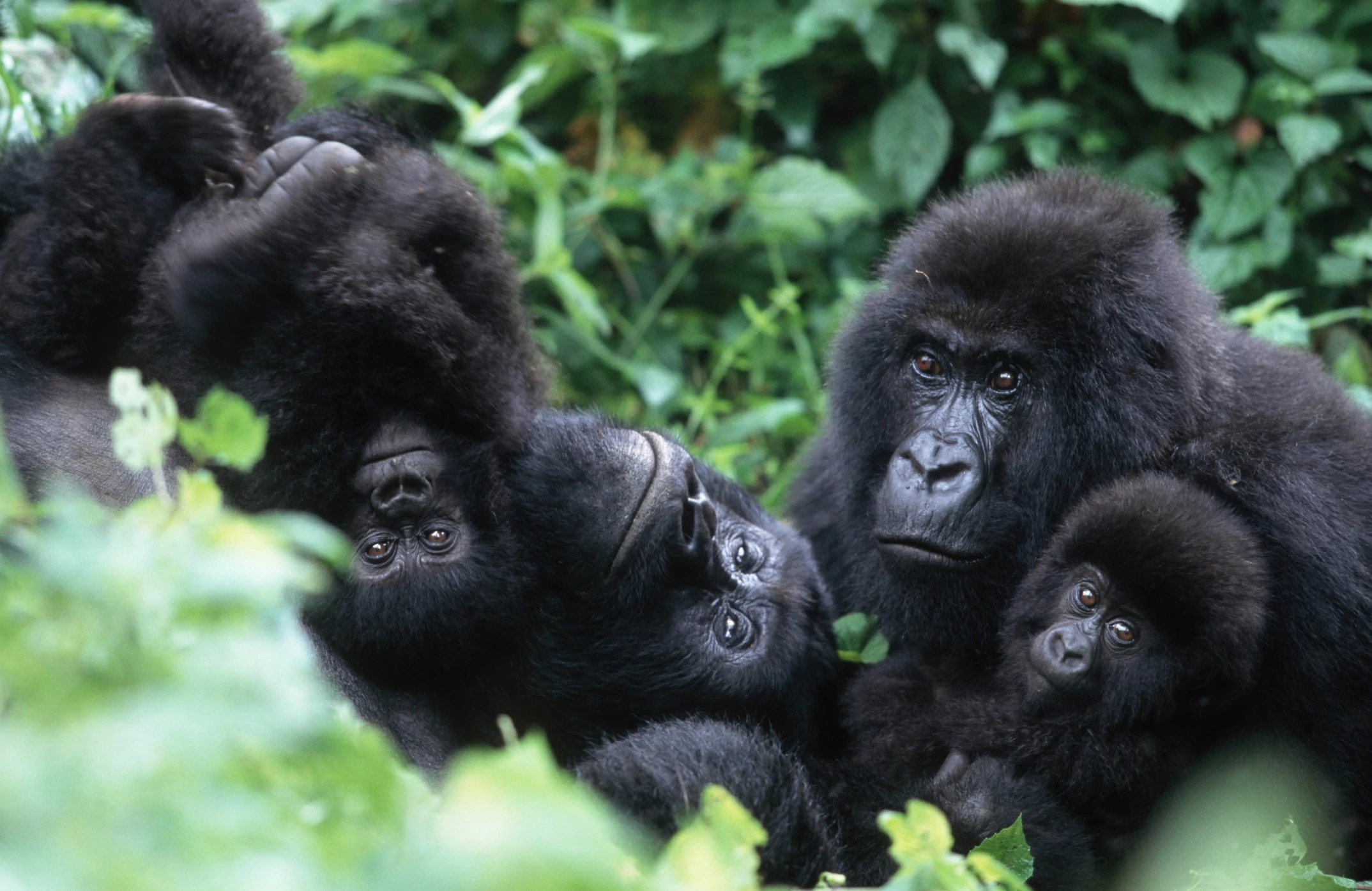 4 Days Rwanda Gorilla Tour | Gorillas & Golden Monkey Trekking Package