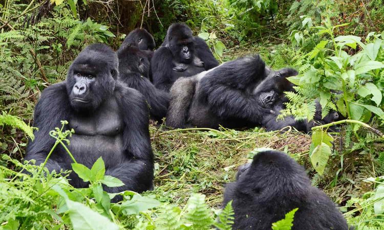 Gorilla Families and Groups in Uganda & Rwanda