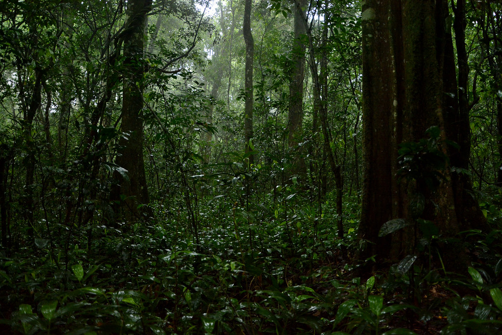 Which animals call Kibale Forest National Park home?