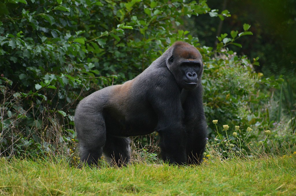 Trekking Permits for Gorillas in Congo