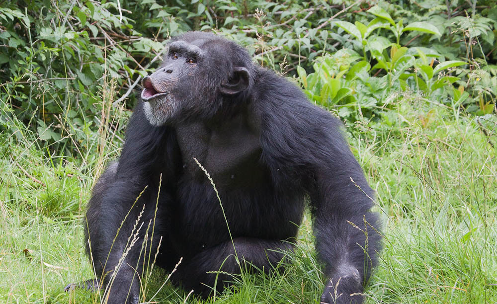 Common Questions About Kibale National Park's Chimpanzee Habituation Experience