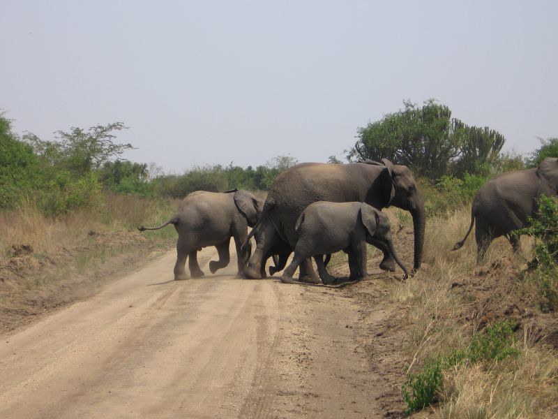 Night Game Drive within Queen Elizabeth National Park