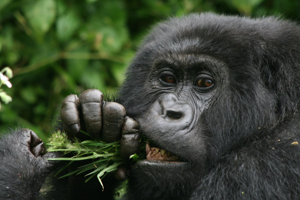 Safari with Chimpanzees in Rwanda