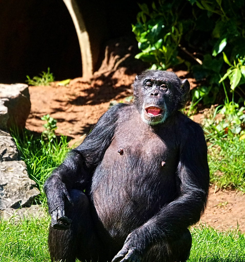 Cost and Prices for Chimpanzee Trekking in Uganda