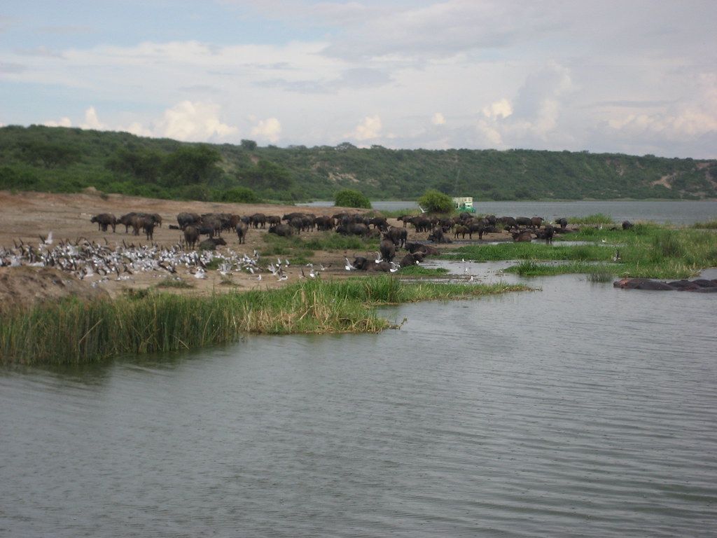 Ideal Visit Time for Queen Elizabeth National Park