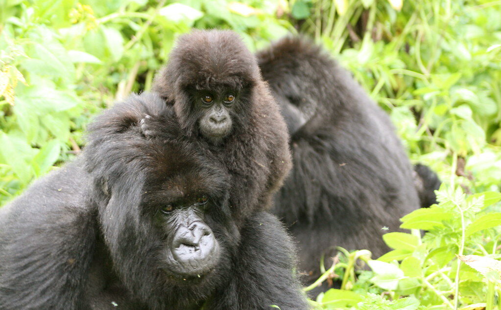 gorilla family | 4 Days Luxury Uganda Gorilla Trekking Safari