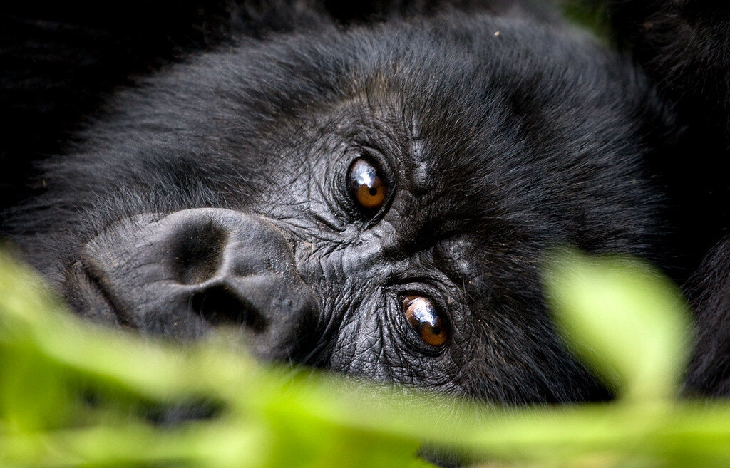 Mountain Gorilla Close Up | 4 Days Luxury Uganda Gorilla Trekking Safari