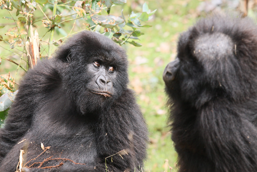 What To Expect On Safari in east africa