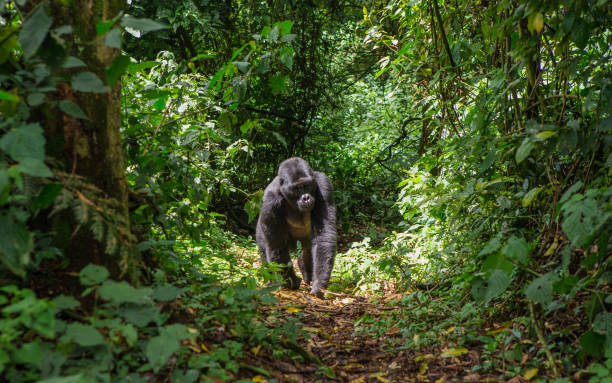 Dominant male mountain gorilla | 4 Days Luxury Uganda Gorilla Trekking Safari