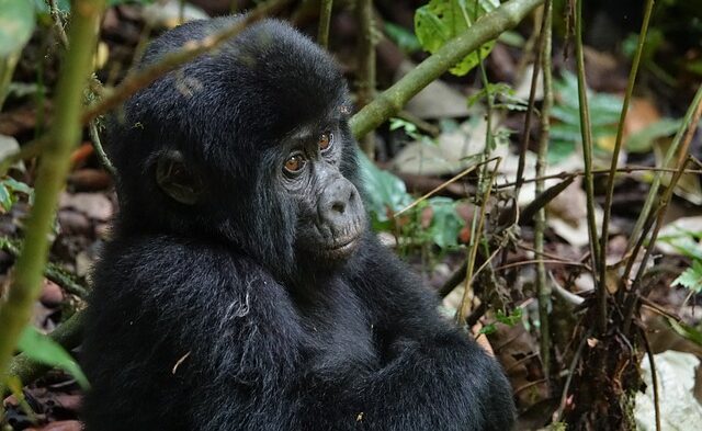 baby mountain gorilla | 4 Days Luxury Uganda Gorilla Trekking Safari